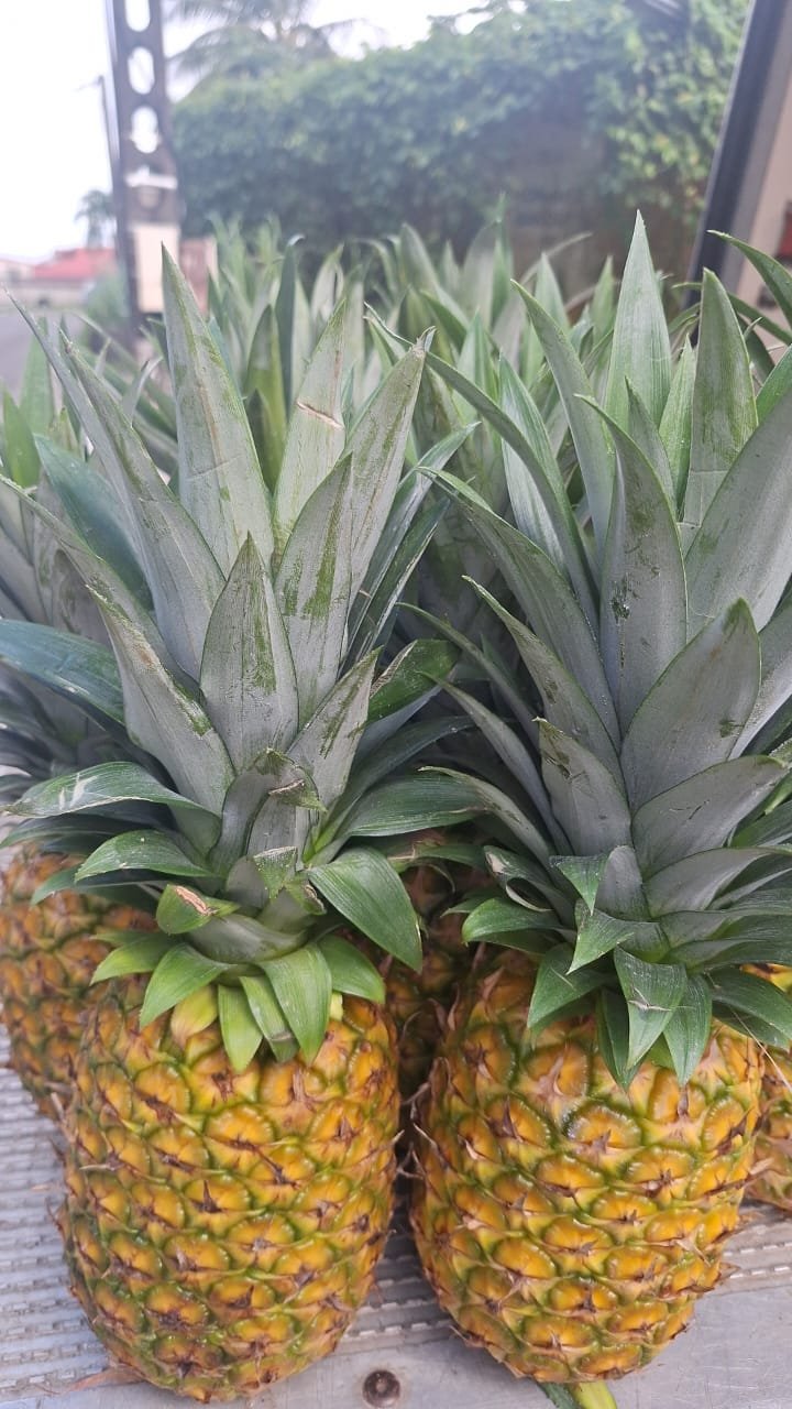 Agriculteur Agropeyi 2