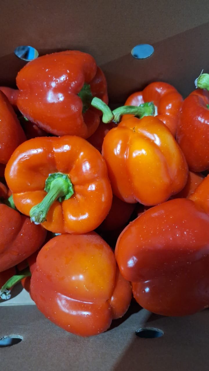 Abricots pays récolte