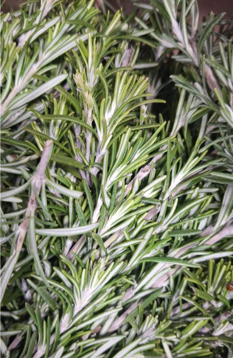 Abricots pays récolte